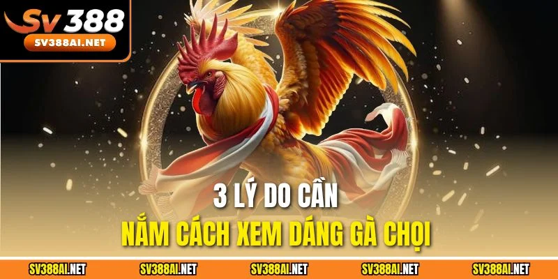 3 lý do cần nắm cách xem dáng gà chọi 