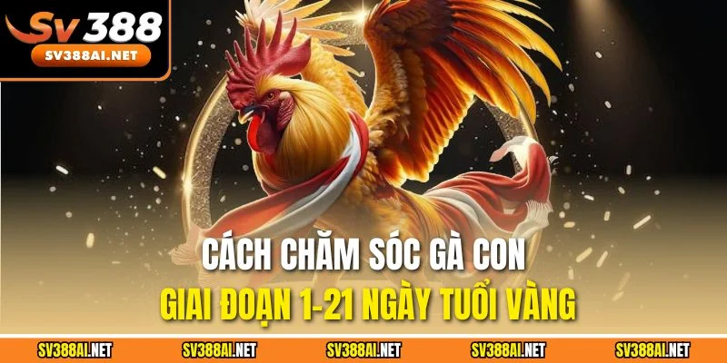 Cách chăm sóc gà con giai đoạn 1-21 ngày tuổi vàng