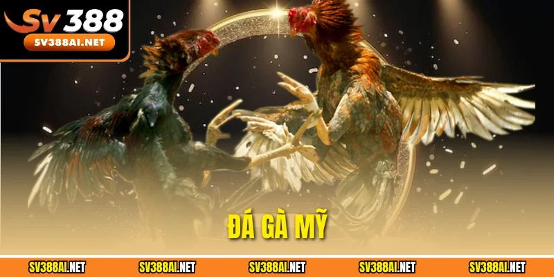 Đá Gà Mỹ Trực Tuyến - Bí Quyết Nhận Định Kèo Cược Chính Xác