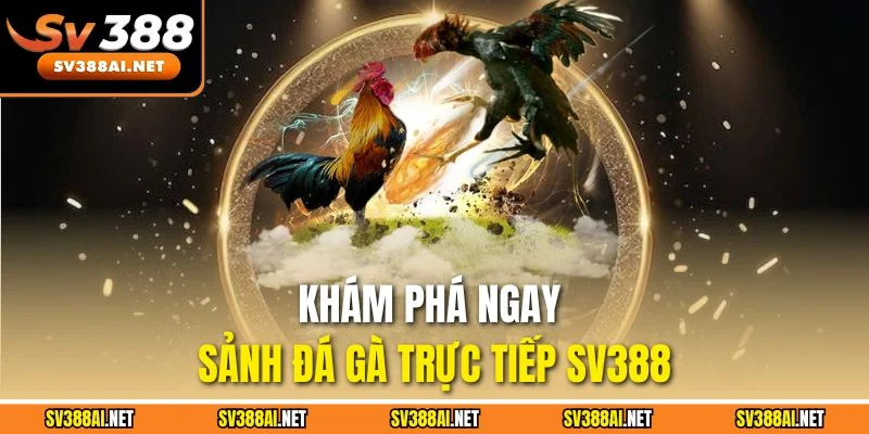 Khám phá ngay sảnh đá gà trực tiếp SV388