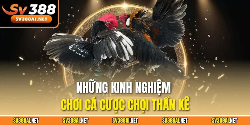 Những kinh nghiệm chơi cá cược chọi thần kê