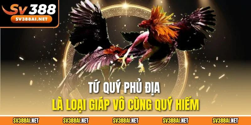Tứ quý phủ địa là loại giáp vô cùng quý hiếm